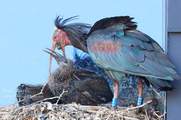 Waldrapp-Fütterung durch Vater Enea Nr. 233 - Bald Ibis Feeding - #3680
