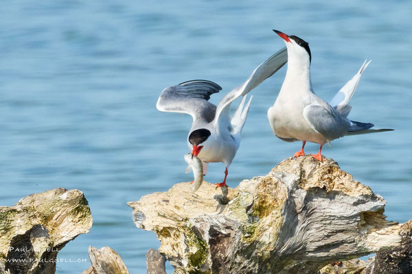 Flussseeschwalben -  Common Terns - #1738