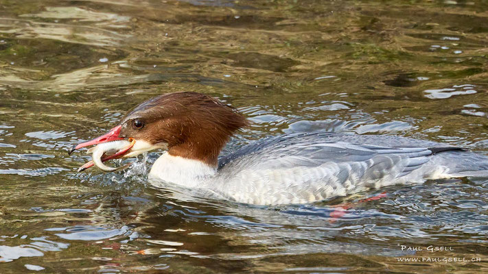 Gänsesäger - Common Merganser - #2833