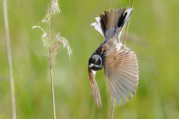Rohrammer - Reed Bunting - #7438