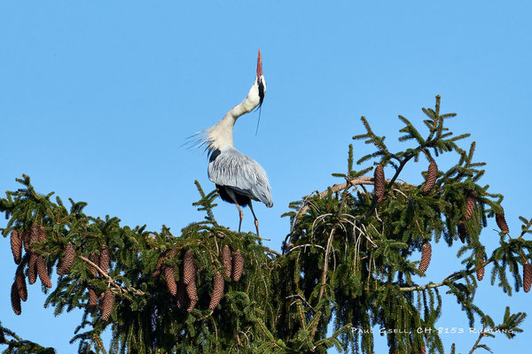 Graureiher beim Morgenstretching - Grey heron - #1466