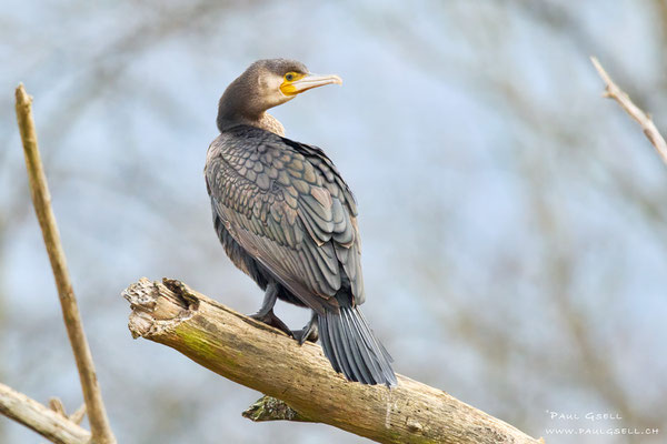 Kormoran - Great Cormorant - #5199
