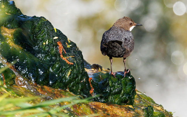 Wasseramsel - Dipper