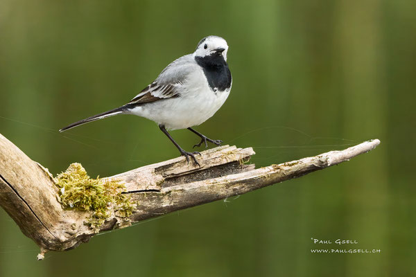 Bachstelze - White Wagtail - #0586