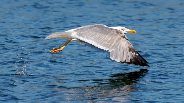 Mittelmeermöwen - Yellow-legged Gull - #7798