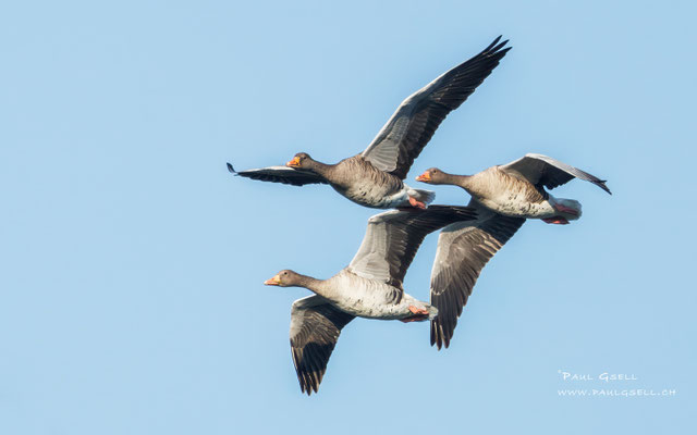 Graugänse - Grey Geese - #2321