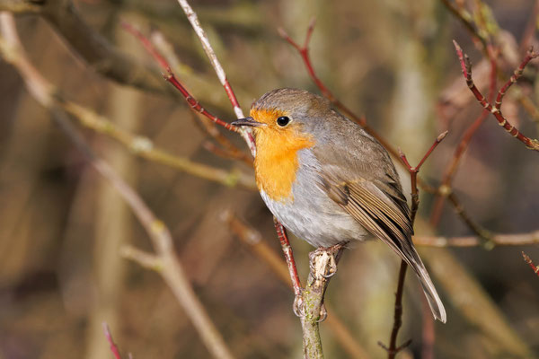 Rotkehlchen - European Robin - #4452
