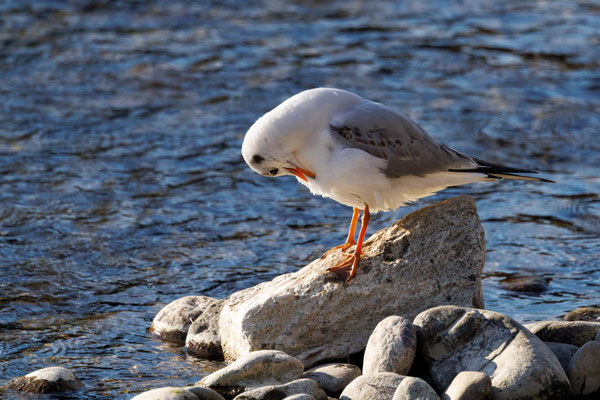 Lachmöwe - Black-headed Gull - #7098