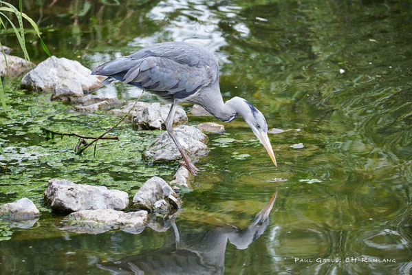 Freilebender Graureiher im Zoo Zürich - Grey heron - #0867