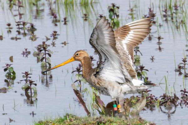 Uferschnepfe - Black-tailed Godwil - #2616