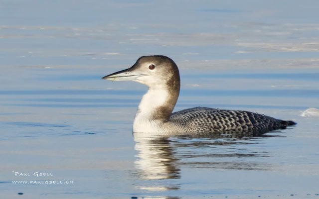 Eistaucher - Great Northern Loon - #9626