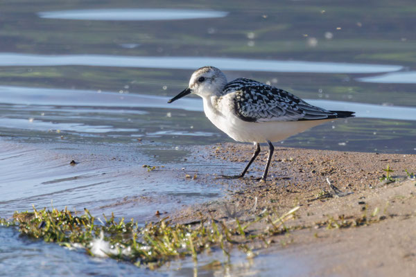 Sanderling - #4167
