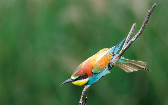 Bienenfresser - Bee-eater - #7941