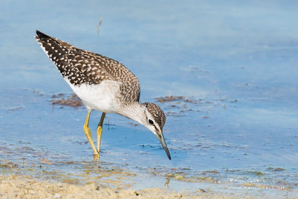 Bruchwasserläufer - Wood Sandpiper - #5639