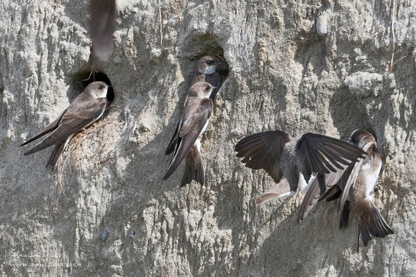 Uferschwalben - Sand Martins - #5685