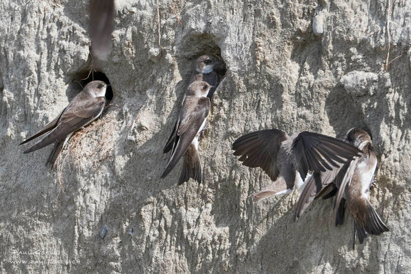 Uferschwalben - Sand Martins - #5685