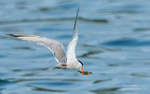 Flußseeschwalbe - Common Tern - #6783