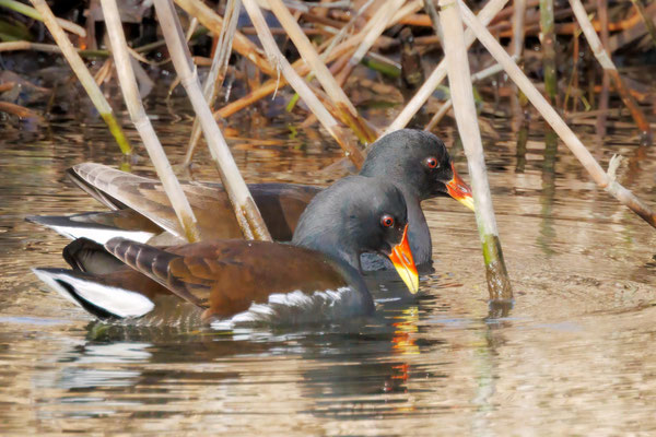 Teichhühnere - Moorhens - #3731