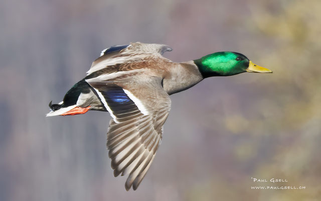 Stockente - Mallard - #1888
