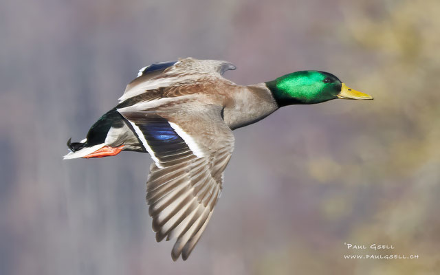 Stockente - Mallard - #1888