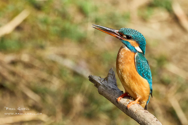 Eisvogel Weibchen - Kingfisher female - #4749