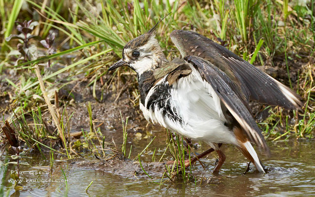 Kiebitz - Northern Lapwing - #0949