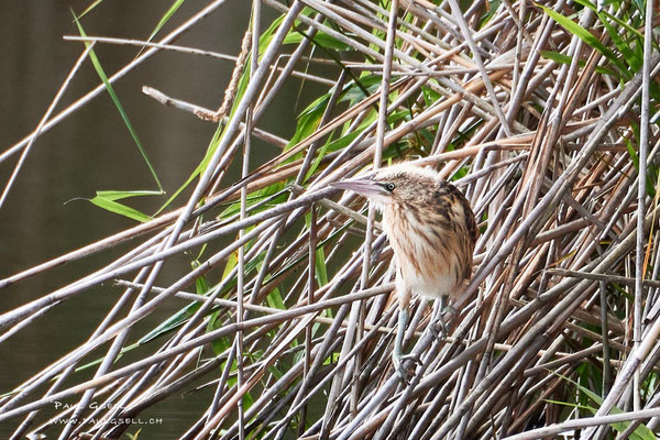 Zwergdommel Jungvogel - Little Bittern - #4137