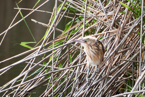 Zwergdommel Jungvogel - Little Bittern - #4137