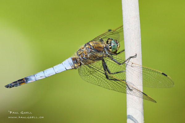 Blaupfeil Libelle - Black-tailed Skimmer - #2353