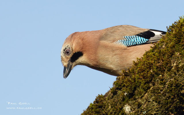 Eichelhäher - Eurasian Jay - #0465