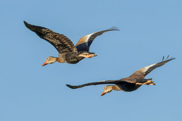 Rotschnabelpfeifgänse - Red-billed Whisting-Ducks - #0011