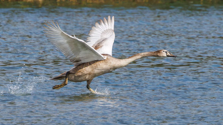 Junger Höckerschwan - Young Mute Swan - #0596