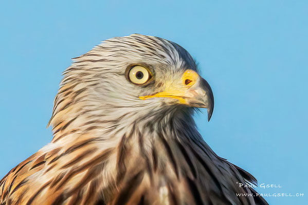Rotmilan - Red Kite - #7481