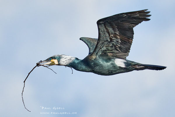 Kormoran - Great Cormorant - #5550