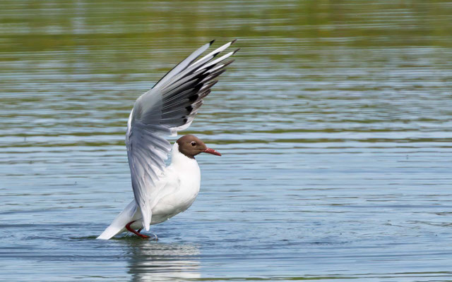 Lachmöwe - Black-headed Gull - #5317