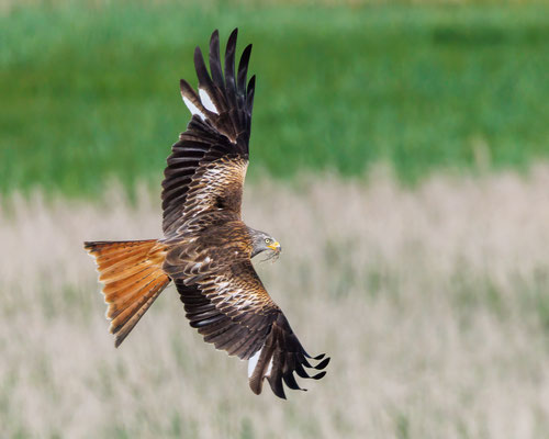 Rotmilan - Red Kite - #7665