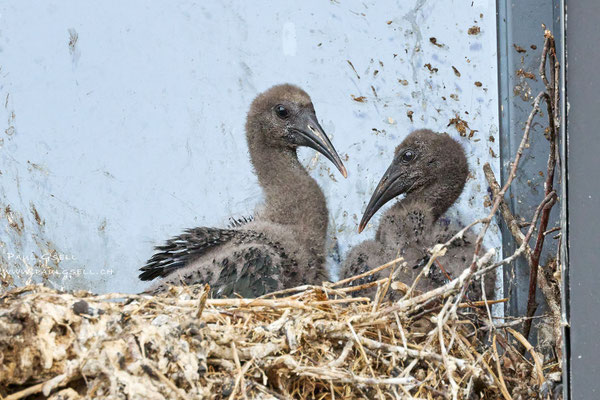 2 Waldrapp-Küken - 2 Bald Ibis Chicks - #3378