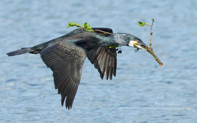 Kormoran- Great Cormorant - #2252