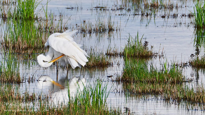 Silberreiher - Great Egret - #5057