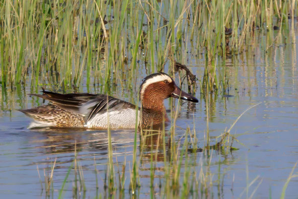 Knäkente - Garganey - #0452