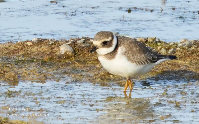 Sandregenpfeifer - Common Ringed Plover - #3743