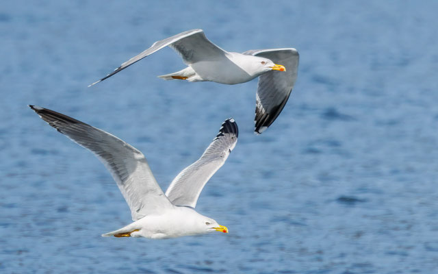 Mittelmeermöwen - Yellow-legged Gulls - #0990