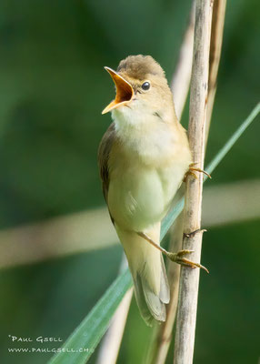 Teichrohrsänger - Reed Warbler - #2574