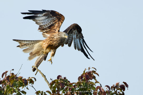 Rotmilan - Red Kite - #1062