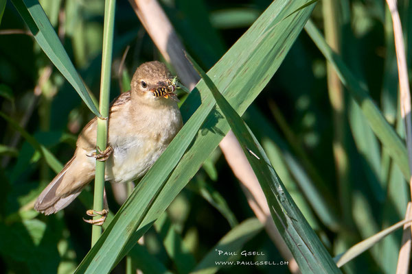 Teichrohrsänger - Reed Warbler - #9586