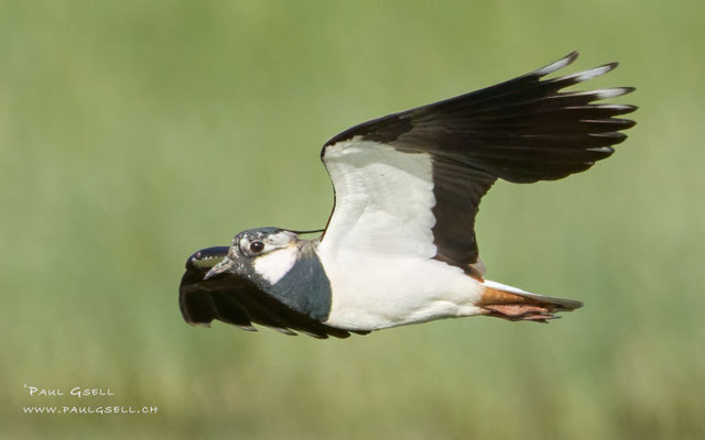 Kiebitz - Lapwing - #9625