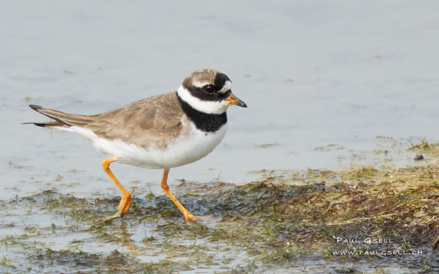 Sandregenpfeifer - Common Ringed Plover - #9996