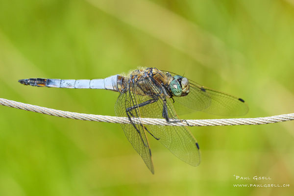 Blaupfeil Libelle - Black-tailed Skimmer - #2392