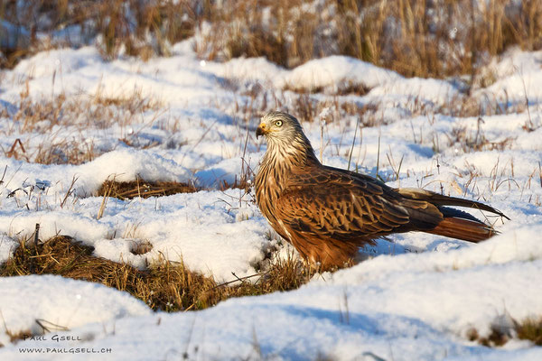 Rotmilan - Red Kite - #0859