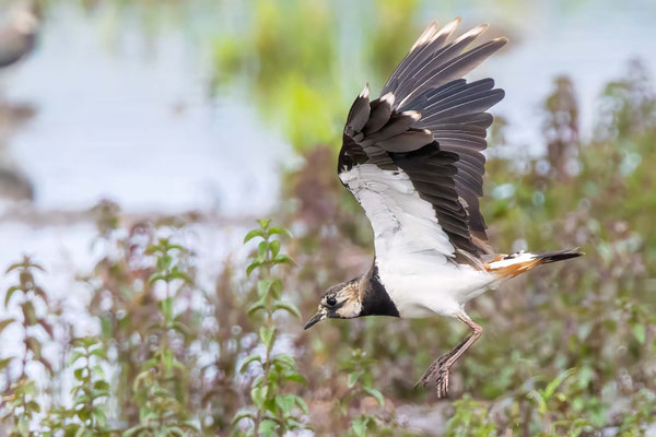 Kiebitze - Lapwings - #0954